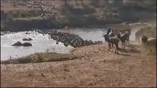 Nature&rsquo;s Greatest Show: Grumeti River Crossings in the Western Serengeti