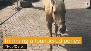 Hoof Care  |  Trimming a Foundered Pony