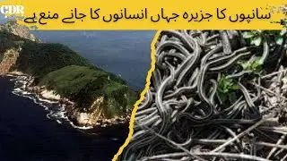 Snake Island Of Brazil | Sampo Ka Jazeera | Urdu/Hindi