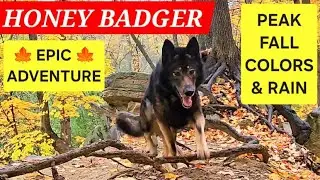 EPIC Dog Park Adventure! 🐺 PEAK Fall Colors & Rain with Honey Badger! 🍁