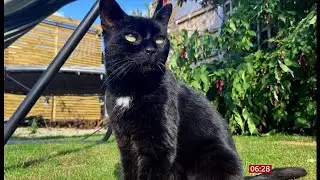 Missing 'shop cat' (Tilly) found after 13 years (UK) 2/Sep/2025