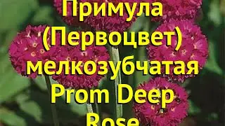 Примула мелкозубчатая Пром Дип Роуз. Краткий обзор, описание primula denticulata Prom Deep Rose