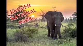 Kruger National Park | South Africa | Wildlife experience |Journey Uncut