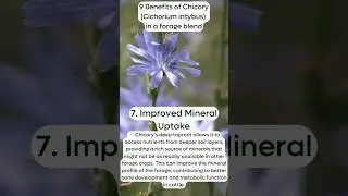 9 Benefits of Chicory(Cichorium intybus) in a forage blend: Improved Mineral Uptake