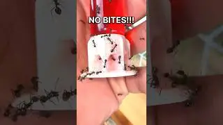 HANDFEEDING MY ANTS!!