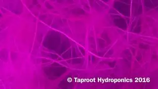 Best New Way to Grow Roots in Your Garden 2017 (Sneak Peek)