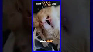 Meet Kevin: The Toothless, Bedtime Enforcer Cat with a Unique Meow!