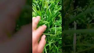 plante em cons&oacute;rcio, rende mais na terra pequena #nature #horta