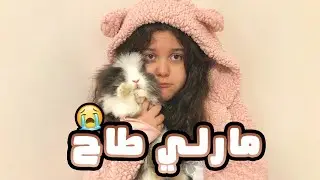 روتيني مع ارانبي ميلا ومارلي🐰☀️ | سلسلة تربية الارانب