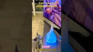 Cats react to AROMATHERAPY
