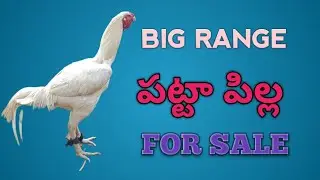 TO TOP QUALITY | SETHUVA PUNJU | FOR SALE | BIG RANGE | DOUBLE BODY | 85010 79102 || @Ss_farms_8822 