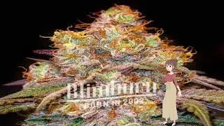 Mandarin Cookies - Blimburn Seeds
