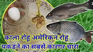 काला रोहू अमेरिकन रोहू पकड़ने का सबसे कारगर चार || Kala Rohu American Rohu Fish Bait || R95fishing