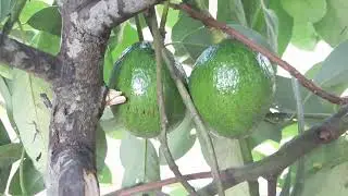 Avocardo plant having first time fruit in my garden @Countrysidevillagelife 