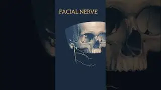Facial nerve anatomy