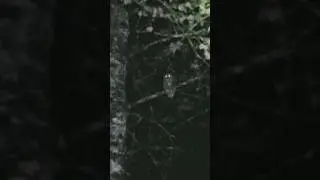 Barred Owl Screeches and Wobbles