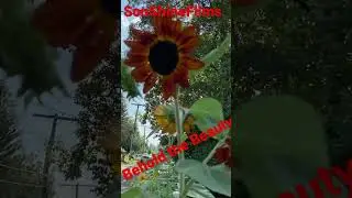 Chocolate Sunflower blown in the wind #nature #love #greenthumb  #explore
