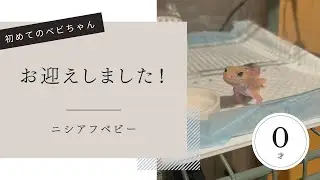 お迎え初日！ニシアフベビーのケージ準備と新生活スタート【アメルhetキャラメル】