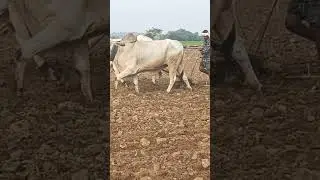 #farmer #bull #love #bulls #agriculture #cow #animals #subscribe