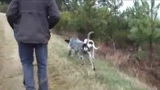 Chiens Rapprocheurs Sanglier - Samedi 4 mars 2017 - CLAVEISOLLES - LAMURE SUR AZERGUES - LE PERREON