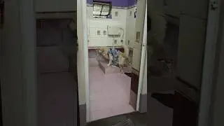 How my Dog Do Toilet in Bathroom Pan 😎 Tallented dog।  #shorts #ytshorts #short