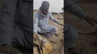 Marap surab