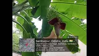 Giving fruit waste organic  fertilizer  to Banana tree 
