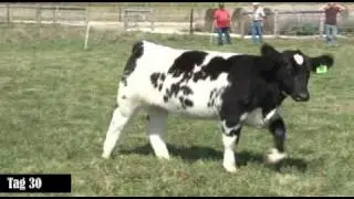 Gray Show Cattle Labor Day Sale | Tag 30