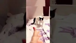 Cry Will Make you Laugh 😹, it's a Very Funny Video🐈 #shorts #animals #cats