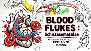 Schistosomatidae &ndash; Blood Flukes Made Easy | BVSc 3rd Year | ICAR-PG & VO Exams Quick Revision