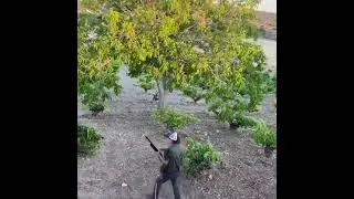 Best shot on Rabbit|Rabbit hunting| by  brave Girl