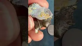 14k Gold Carved Australian Boulder Opal Goddess Woman Pendant *Video*