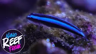 Adding Fish to the BioCube! | Ep.04