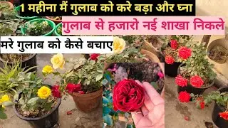 30 दिन में गुलाब को बड़ा या घना करना तो दे ये खाद 🌹हजारों नई शाखा निकलेंगे मरे गुलाब को किसे बचाएं