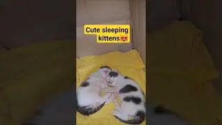 Cute sleeping kittens #sleepingkittens #cute #adorable #kittens