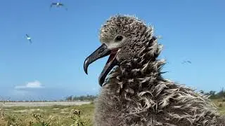 Alone in the Nest: Part 5 of the Albatross Chick Experience on Midway Atoll