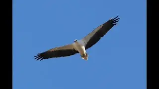 White-bellied Sea Eagle Point Plomer at Forrest Delicate Nobby