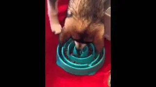 Kyjen slo-bowl slowfeeder in action