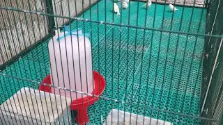 LIMPIAMOS EL VOLADERO DE JUBILACIÓN
