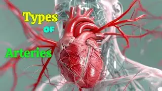 Types of Arteries | BD Chaurasia | chapter 5 CVS.