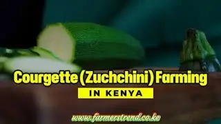Courgette (Zucchini) Farming in Kenya: A Golden Opportunity for Small-Scale Farmers