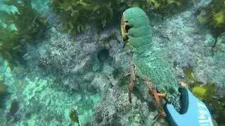 Easter Rock lobsters nsw winter