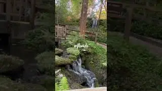 #florida  #waterfall #beautiful #sunshinestate