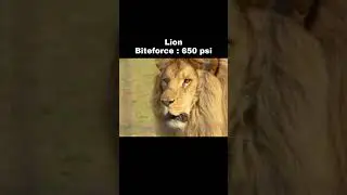 Strongest biteforce of Bigcats! #bigcats
