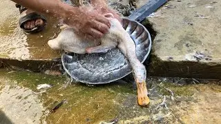 SHORT-NECKED DUCK Catch and Cook - Vietnam Street Food
