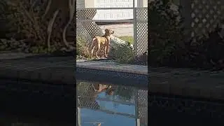 what is she barking at???