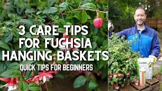 🌿 3 совета по уходу за подвесной корзиной цвета фуксии для начинающих #шорты 🌿