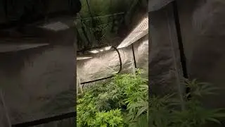 Ethos/Original sensible seeds/TasteBudz Seeds