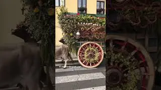 Carros Engalanados, San Froil&aacute;n 2025 #travel #travelshorts #viral #shorts #weekendinspain #spain