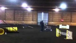 Nova (Belgian Tervuren) AKC excellent agility